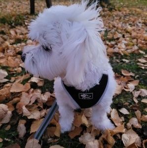 Meet your Posher, Rosemary